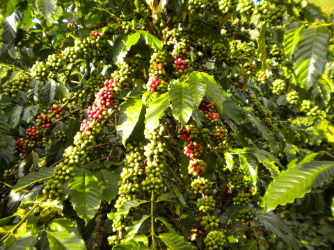 Kirin Holdings Initiates Supporting Coffee Plantations in Vietnam to Gain Rainforest Alliance Certification