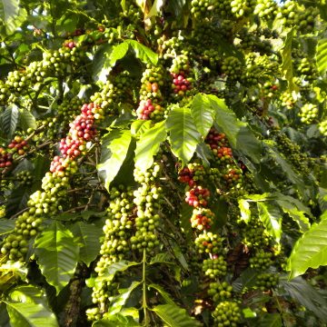Kirin Holdings Initiates Supporting Coffee Plantations in Vietnam to Gain Rainforest Alliance Certification