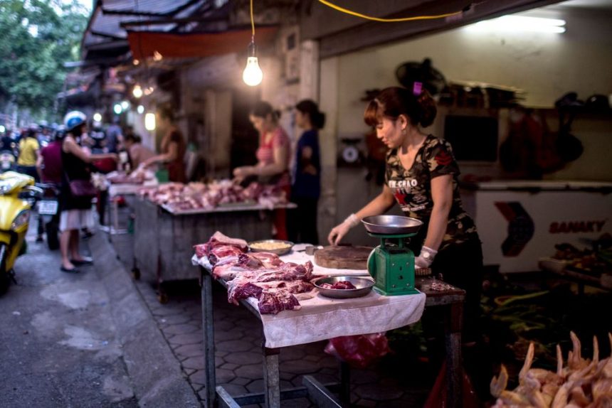 Bloomberg: Vietnam to Import Live Pigs for Slaughter for First Time