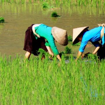 Asia Rice-India prices retreat from highs, Vietnam sees fresh offers  | Reuters