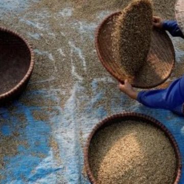 Reuters: Asia Rice-Vietnam rates scale 8-yr peak as rains hamper harvest